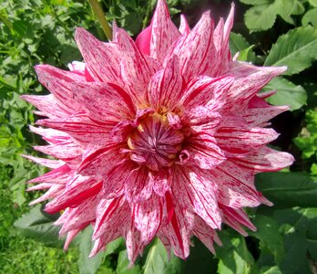 Flower pink garden