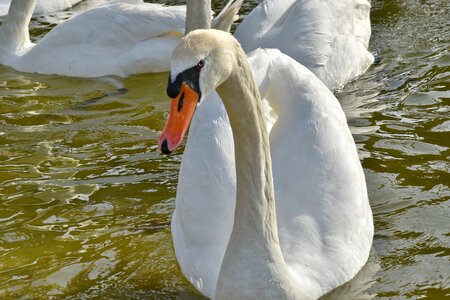 Swan white water