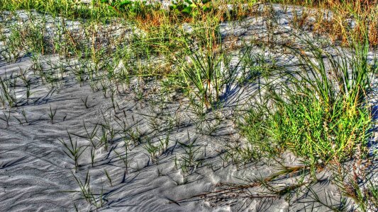 Sand beach grass