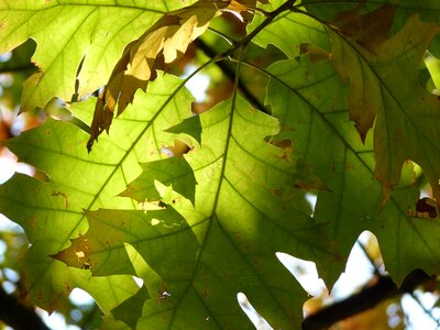 Oak leaves autumn bright