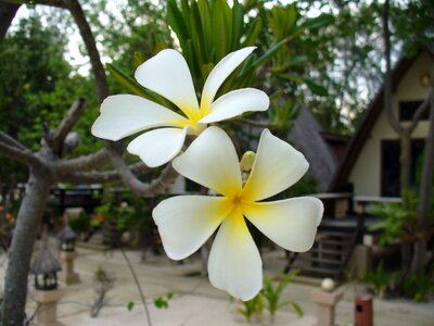 Floral natural flora