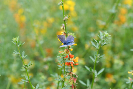 Palos Verdes blue butterfly-1