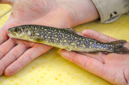 Fisheries worker aboard MV Spencer Baird holds juvenile lake trout-3 photo