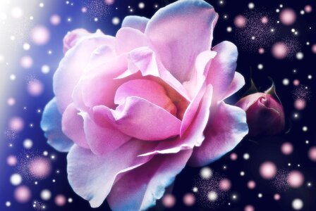 Flower lichtspiel greeting card