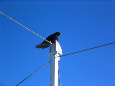 Bird black phone photo