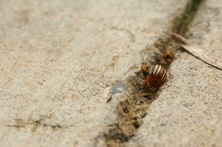 Colorado potato beetle-1