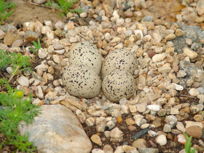 Piping Plover nest photo