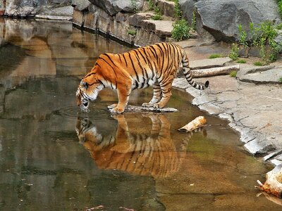 Cat animals tiger photo