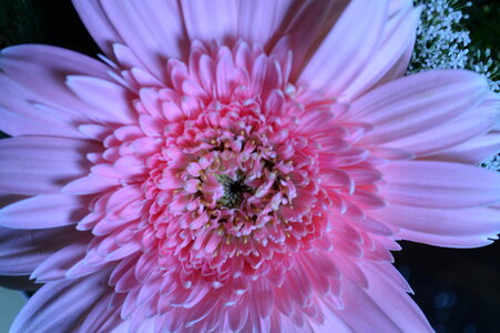 Light Pink Flower Daisy Aster