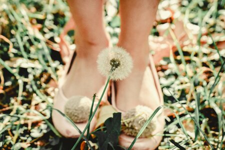 Woman Shoes Dandelion photo