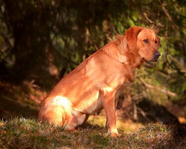 Pet out nature