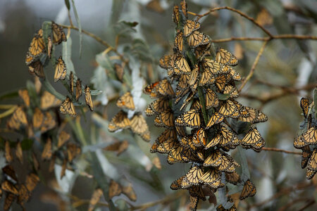 Monarch butterflies-1