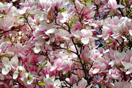 Beautiful Flowers blooming blossom