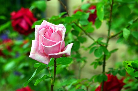 Beautiful Photo flower flower garden