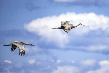 Cranes in flight among the clouds photo