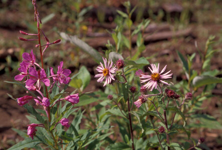 Alaska Wildflowers photo