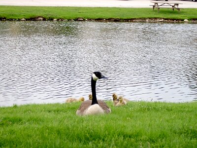 Canadian baby geese goslings