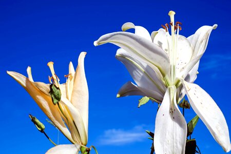 Beautiful beautiful flowers blooming
