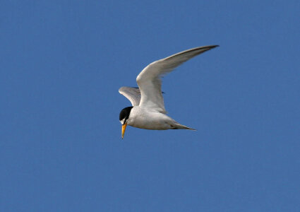 California least tern photo