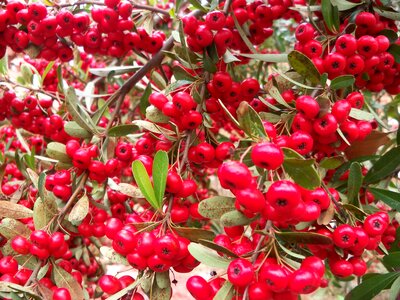 Berries plant bush