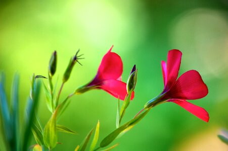 Spring summer floral