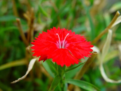 Bloom hiding red