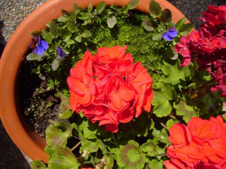 Flowers plant structure