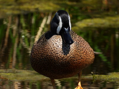 Male Blue Winged Teal standing photo