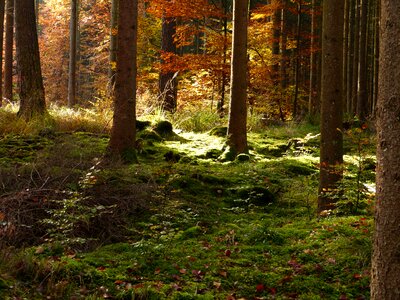 Fall foliage autumn forest trees