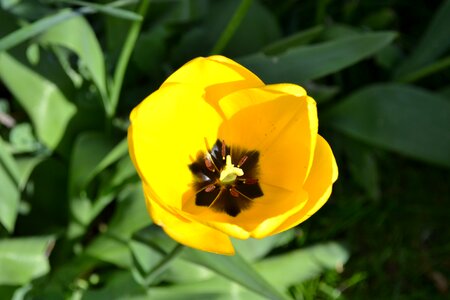 Bulb netherlands perennial