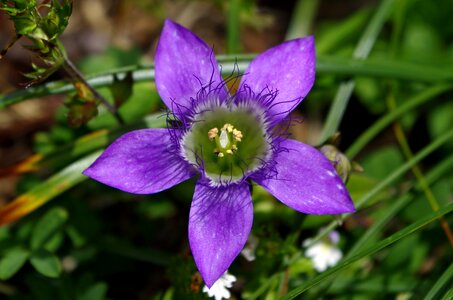 Gentianella flower purple photo