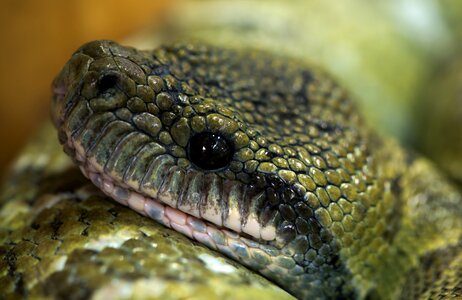 Snake terrarium toxic