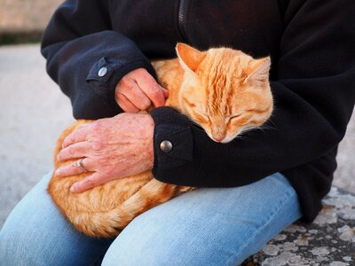 Domestic cat kitten red mackerel tabby