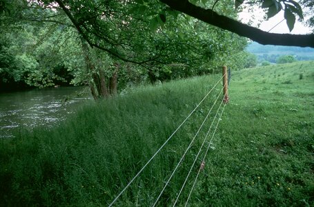 Camp grass plants 