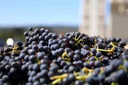 Grape agriculture grapes