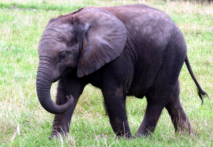Baby African Elephant photo