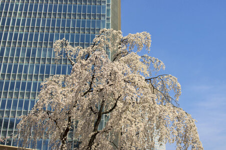 2 Shidare cherry