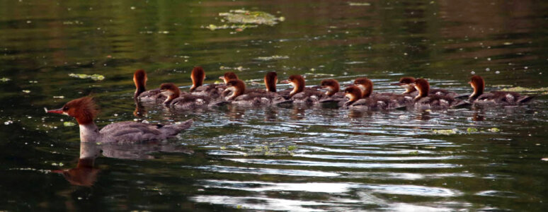 Common Merganser family