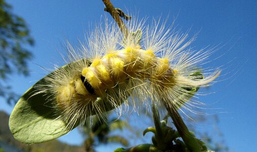 Caterpillar yellow hairy photo