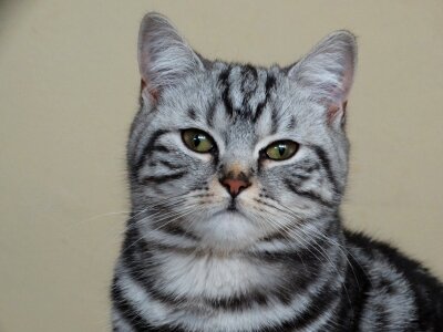 Cat british shorthair domestic animal photo