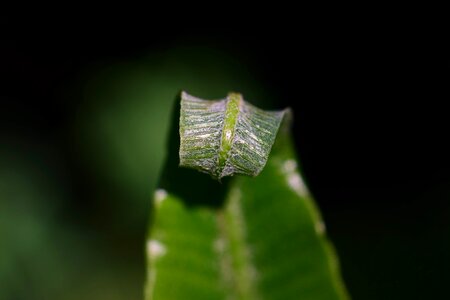 Daylight flora green leaf