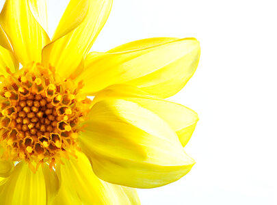 Yellow Flower on White - Closeup photo