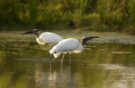 Pair of Wood storks