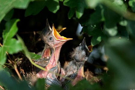 Blackbirds birds nature