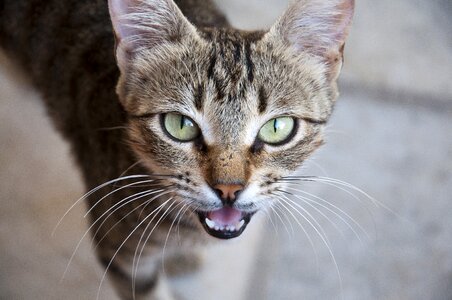 Greece wild cat travel