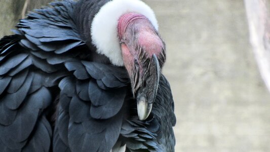 Beak head vulture