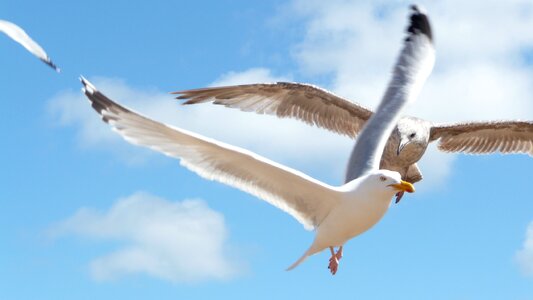 Seagulls flying birds photo