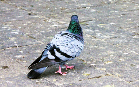 Pigeon On Ground photo