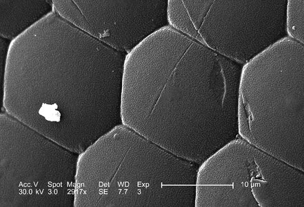 Compound compound eye eye