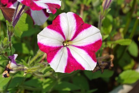 White striped pattern
